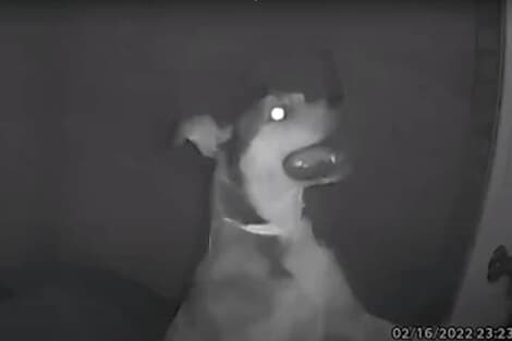 監視カメラ越しに休暇中の飼い主「なんてこった！」　ペットホテルを脱走し帰宅した犬｜ニューズウィーク日本版 オフィシャルサイト