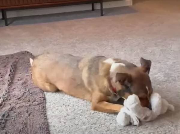 監視カメラ越しに休暇中の飼い主「なんてこった！」　ペットホテルを脱走し帰宅した犬