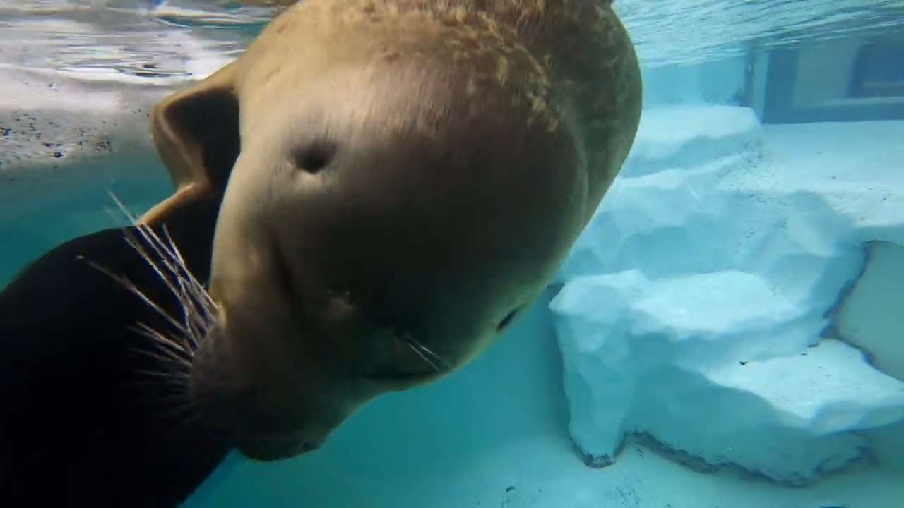 【海遊館】「北極圏」水槽の潜水清掃とミゾレ① - YouTube