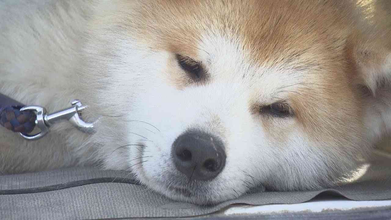 原発被災地の秋田犬「大馬」１年で急成長！？　南相馬市小高区で害獣対策（福島県） - YouTube