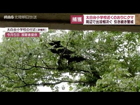 津幡・太白台小学校近くでクマを捕獲　引き続き警戒 - YouTube