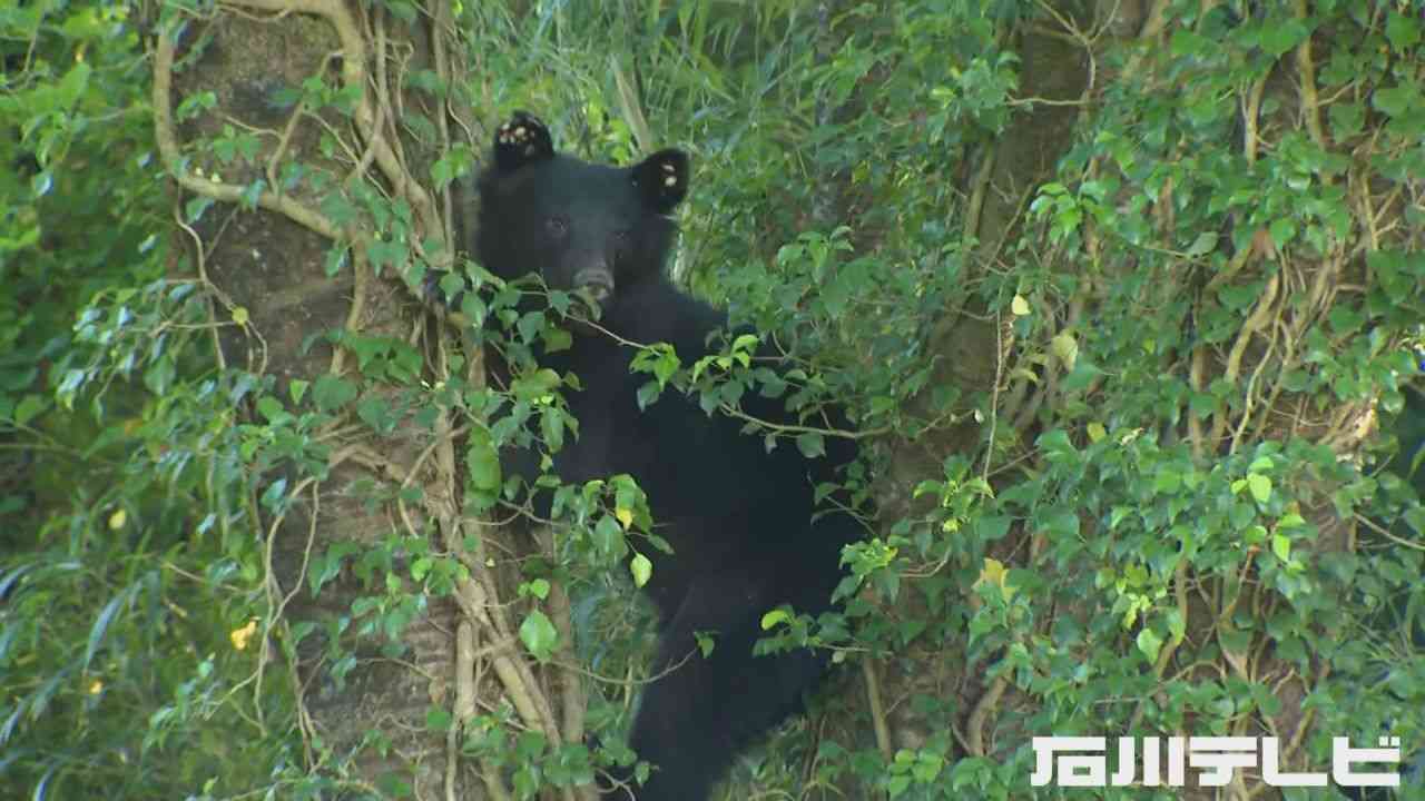 仕掛けた檻にかかる…小学校付近に出没していたクマを捕獲 体長1m15cm程 他にもいる可能性（石川テレビ） - Yahoo!ニュース