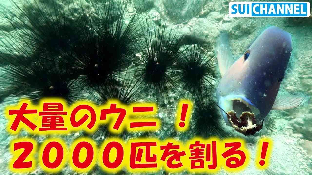大量のウニをひたすら割る！！ガンガゼから海藻とサンゴの芽を守る！【磯焼け・海の環境問題】 - YouTube