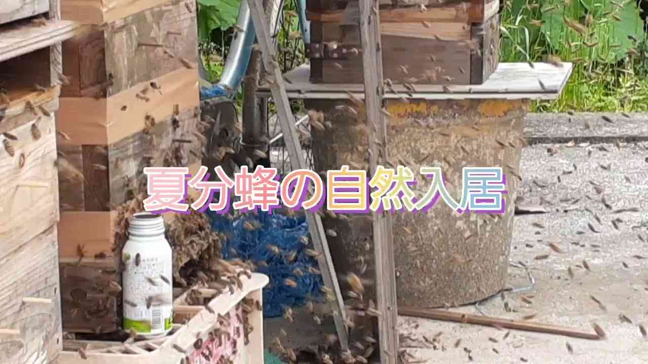 ニホンミツバチの夏分蜂　自然入居の様子 - YouTube