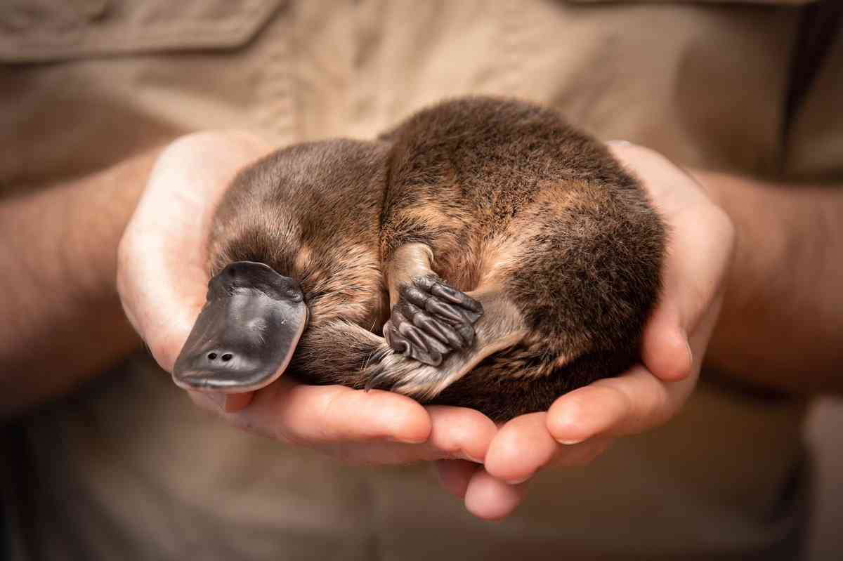 動物の赤ちゃん画像