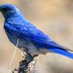Blue Bird 91⚓ on Twitter: 