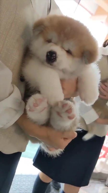 「生後4か月の！！赤ちゃん！！」←マジかよ...　思わず目を疑っちゃう秋田犬の写真に反響