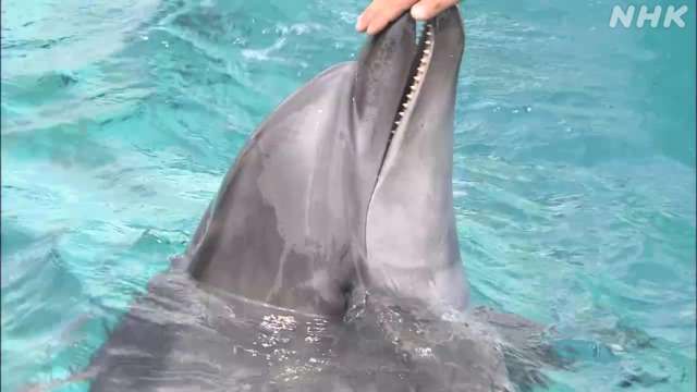 しながわ水族館 リニューアルでイルカショーやめます 理由は？ | NHK