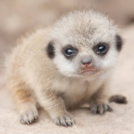 動物の赤ちゃん画像