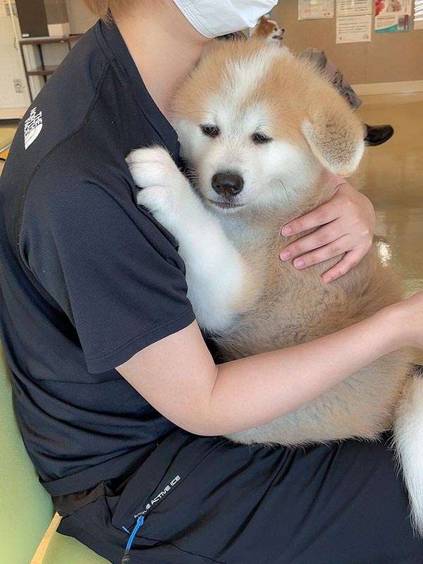 「生後4か月の！！赤ちゃん！！」←マジかよ...　思わず目を疑っちゃう秋田犬の写真に反響