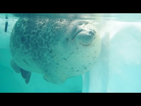 北極圏水槽を漂流するワモンアザラシのミゾレちゃん - YouTube