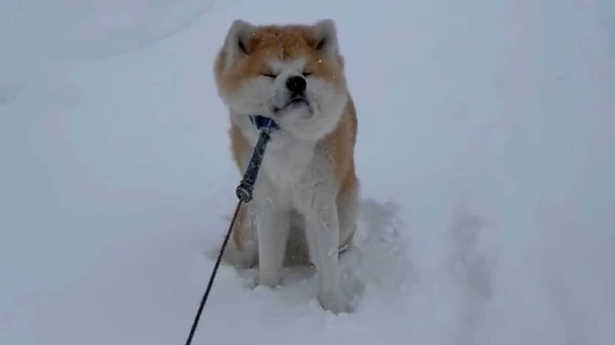 「生後4か月の！！赤ちゃん！！」←マジかよ...　思わず目を疑っちゃう秋田犬の写真に反響