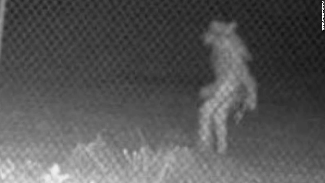動物園のカメラに謎の生き物、当局が正体推測を呼び掛け　米（CNN.co.jp） - Yahoo!ニュース