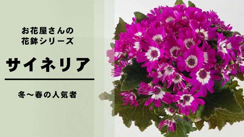 料理家・リュウジ氏、“サイゼリヤ”について持論展開 「否定しまう心が…」
