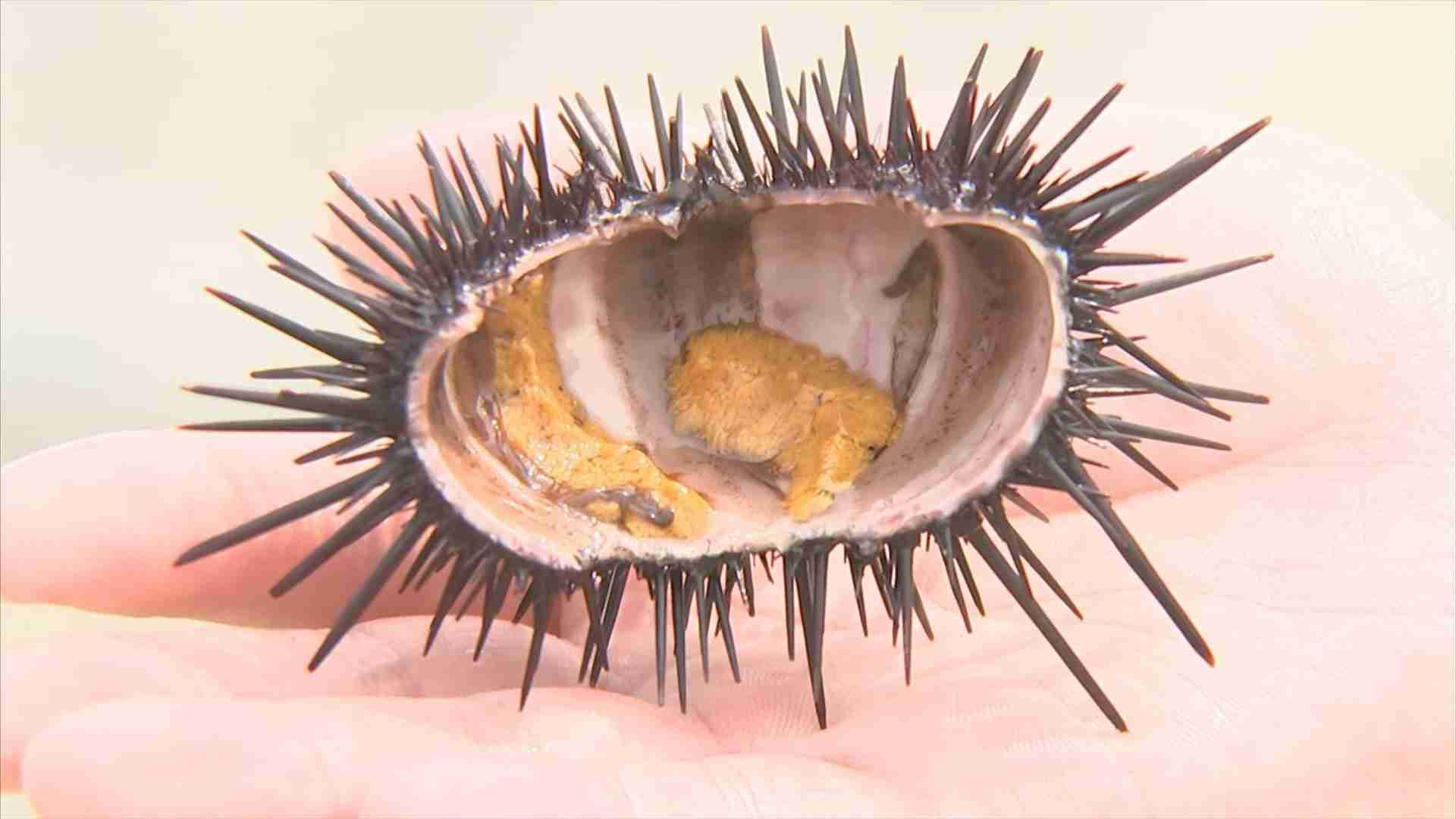 高級食材のはずが…「ウニ」大量発生　海底で次々叩き割り駆除 | BSSニュース | BSS山陰放送