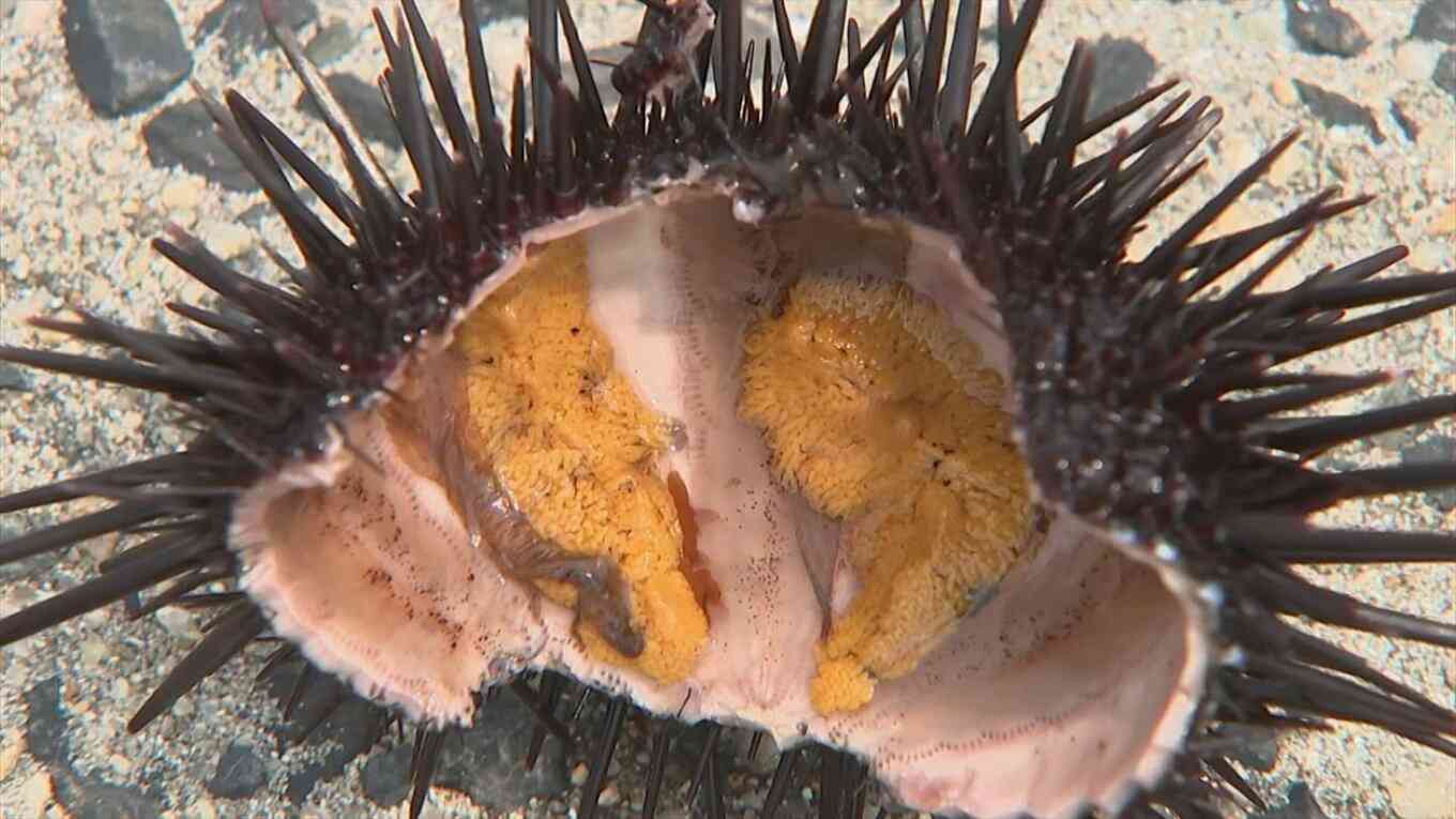 高級食材のはずが…「ウニ」大量発生 海底で次々叩き割り駆除