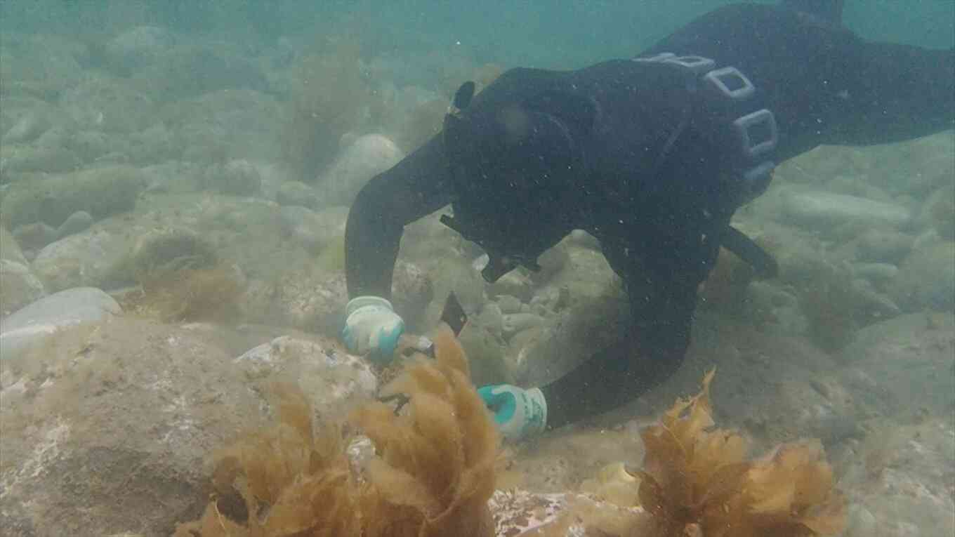 高級食材のはずが…「ウニ」大量発生 海底で次々叩き割り駆除