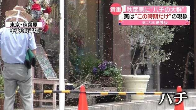 秋葉原に“ハチの群れ”　専門家「珍しいシーン」