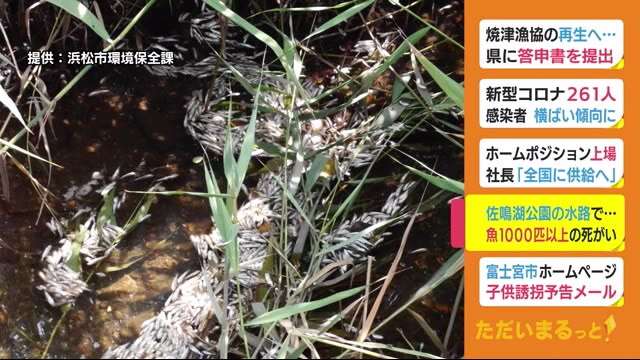 水路に1000匹以上の魚の死がい　水質に異常なく市が原因調査　浜松・佐鳴湖公園（テレビ静岡NEWS） - Yahoo!ニュース