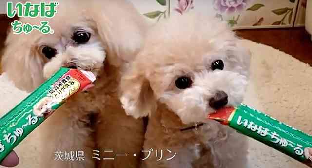 滋賀・甲賀市で「忍術書」発見　「手に『鬼』の文字で犬にほえられない」具体的な忍術を記述