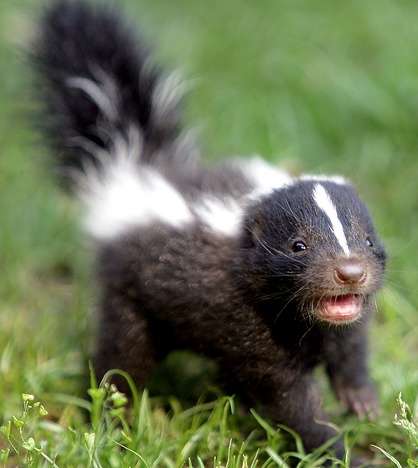 赤ちゃんスカンクを保護した保安官代理 「可愛すぎてどうしたらいいか分からない!」と悶絶(米)