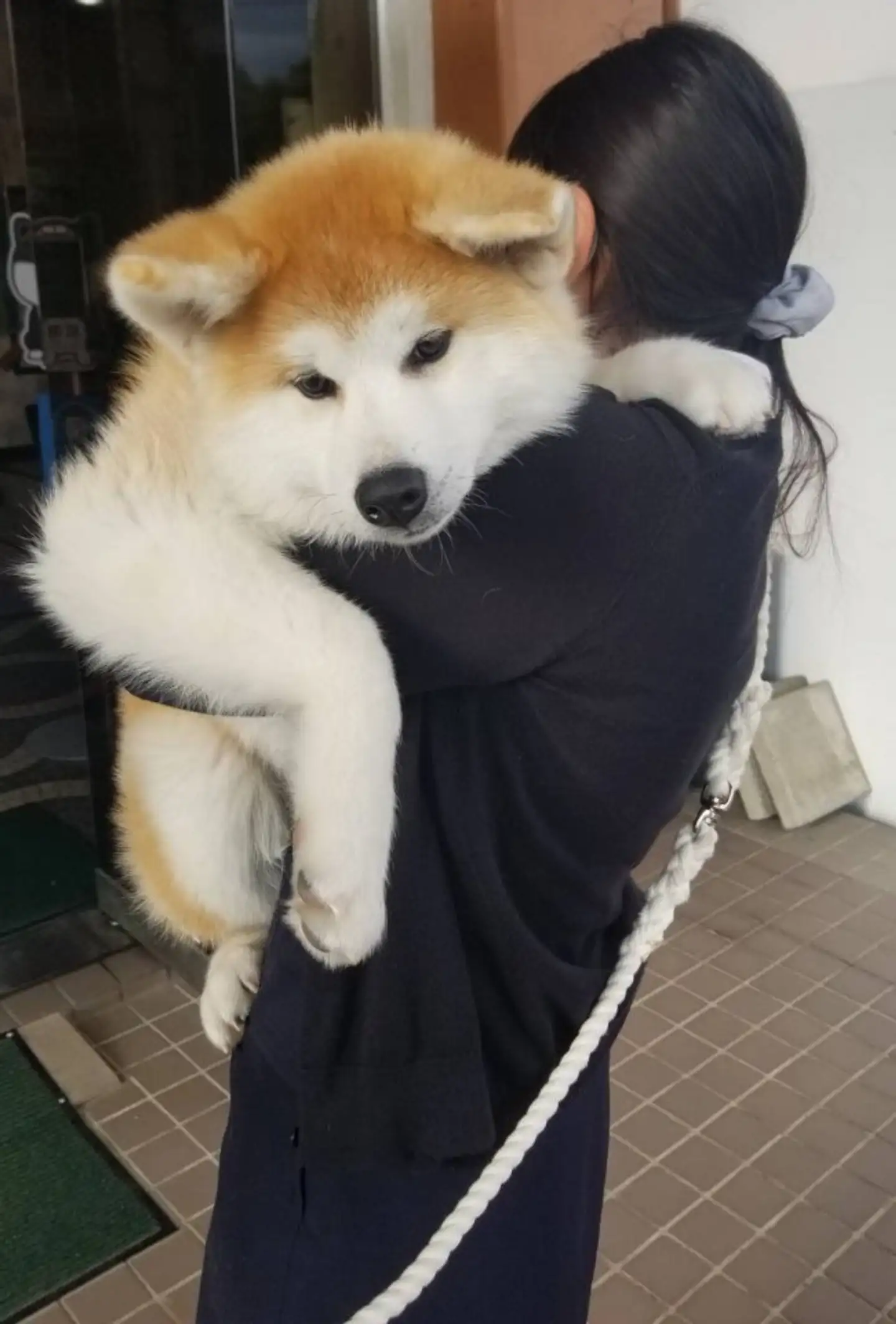 「生後4か月の！！赤ちゃん！！」←マジかよ...　思わず目を疑っちゃう秋田犬の写真に反響