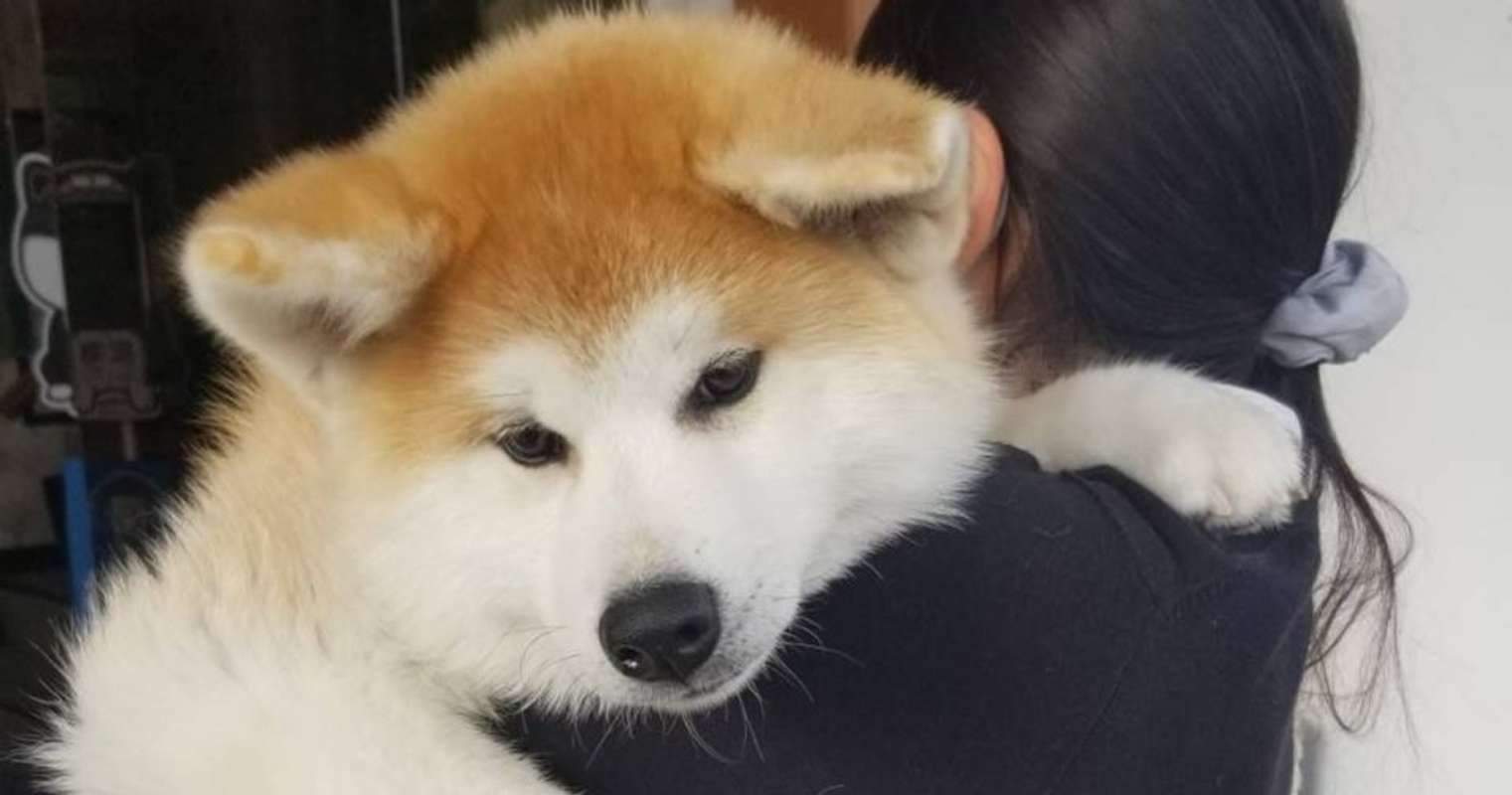 「生後4か月の！！赤ちゃん！！」←マジかよ...　思わず目を疑っちゃう秋田犬の写真に反響(全文表示)｜Jタウンネット