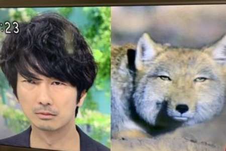 あさイチ　眞島秀和さん出演　チベットスナギツネと顔面が似すぎだと話題に | まとめまとめ
