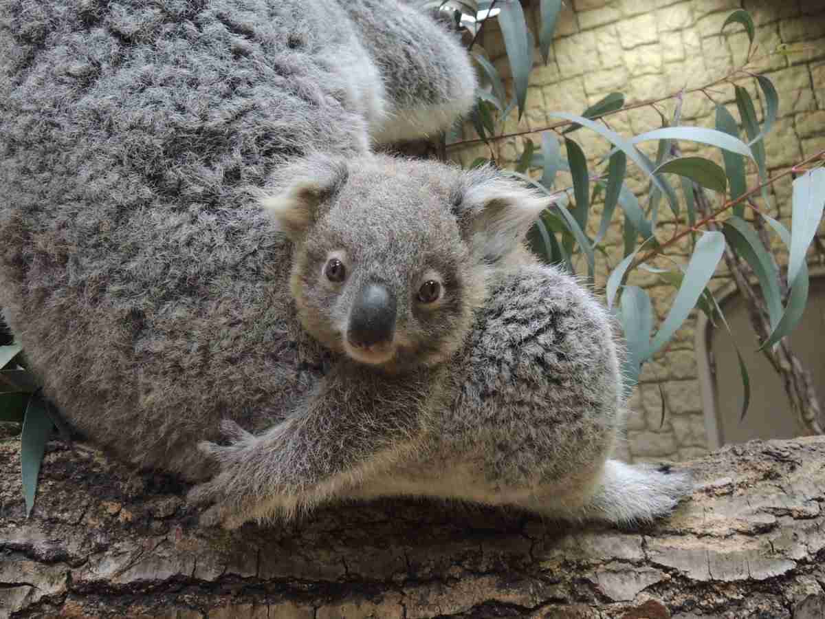 動物の赤ちゃん画像