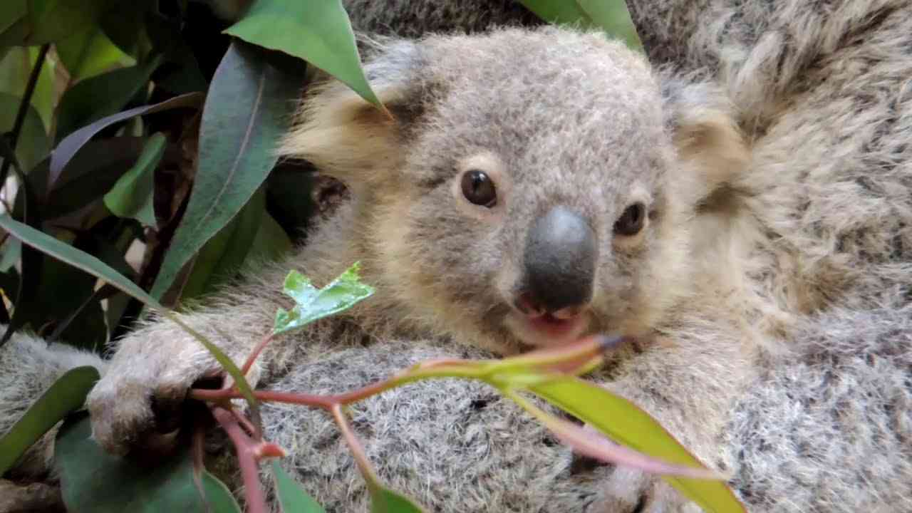 【東山動植物園公式】コアラの赤ちゃん近況 《 コアラ 》 - YouTube