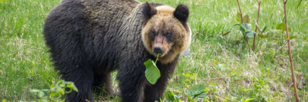 北海道にまたも巨大ヒグマが…犬喰い「RT」の驚くべき生態（週刊現代） | マネー現代 | 講談社