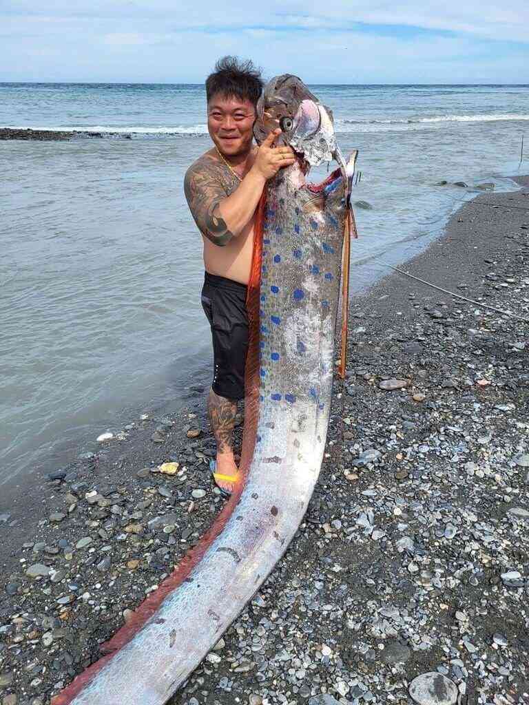 体長約6メートルのリュウグウノツカイ捕獲  専門家「珍しい」／台湾・台東（中央社フォーカス台湾） - Yahoo!ニュース