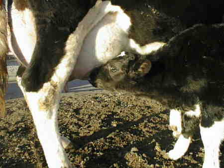 胸が大きい人の悩みを語りたい