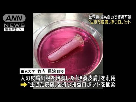 世界初！“生きた”皮膚で覆われた指型ロボット開発　傷も自力で修復可能(2022年6月10日) - YouTube