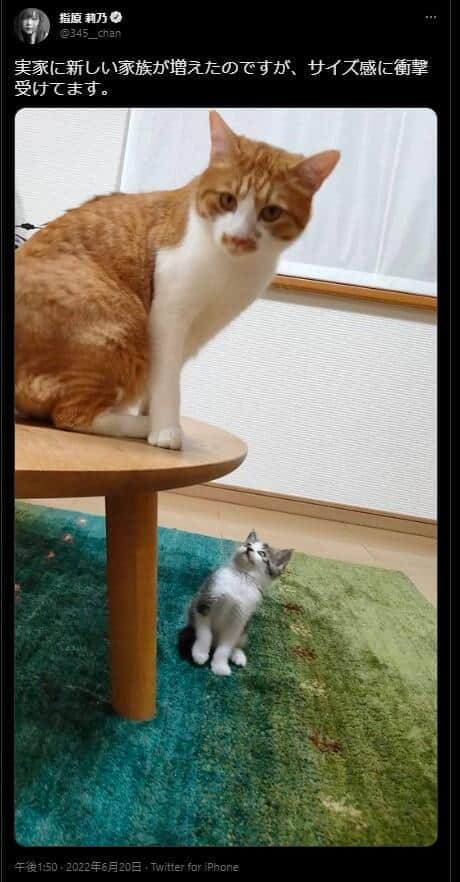 「デカすぎる」「コラ画像みたい笑」　指原莉乃、新しい家族を報告...先住猫との比較に「衝撃受けてます」