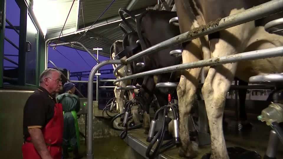 ニュージーランド、ウシやヒツジに「げっぷ税」課税案　温暖化対策で（ロイター） - Yahoo!ニュース