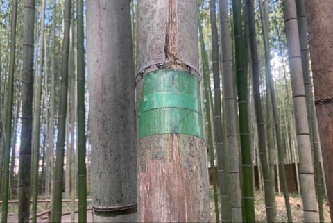 京都・嵐山の竹林に落書き、養生テープから透けるハートマークは「一生消えぬ傷」（弁護士ドットコムニュース） - Yahoo!ニュース