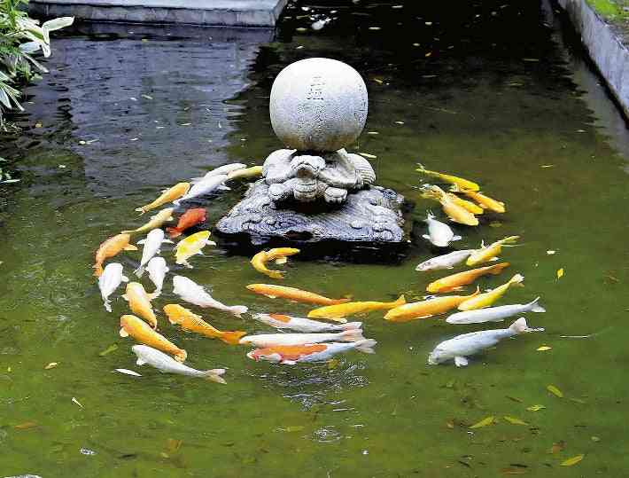 神社のコイが謎の「鯉ダンス」、「金運上がるかも」の声も…専門家「見たことのない現象だ」 : 読売新聞オンライン