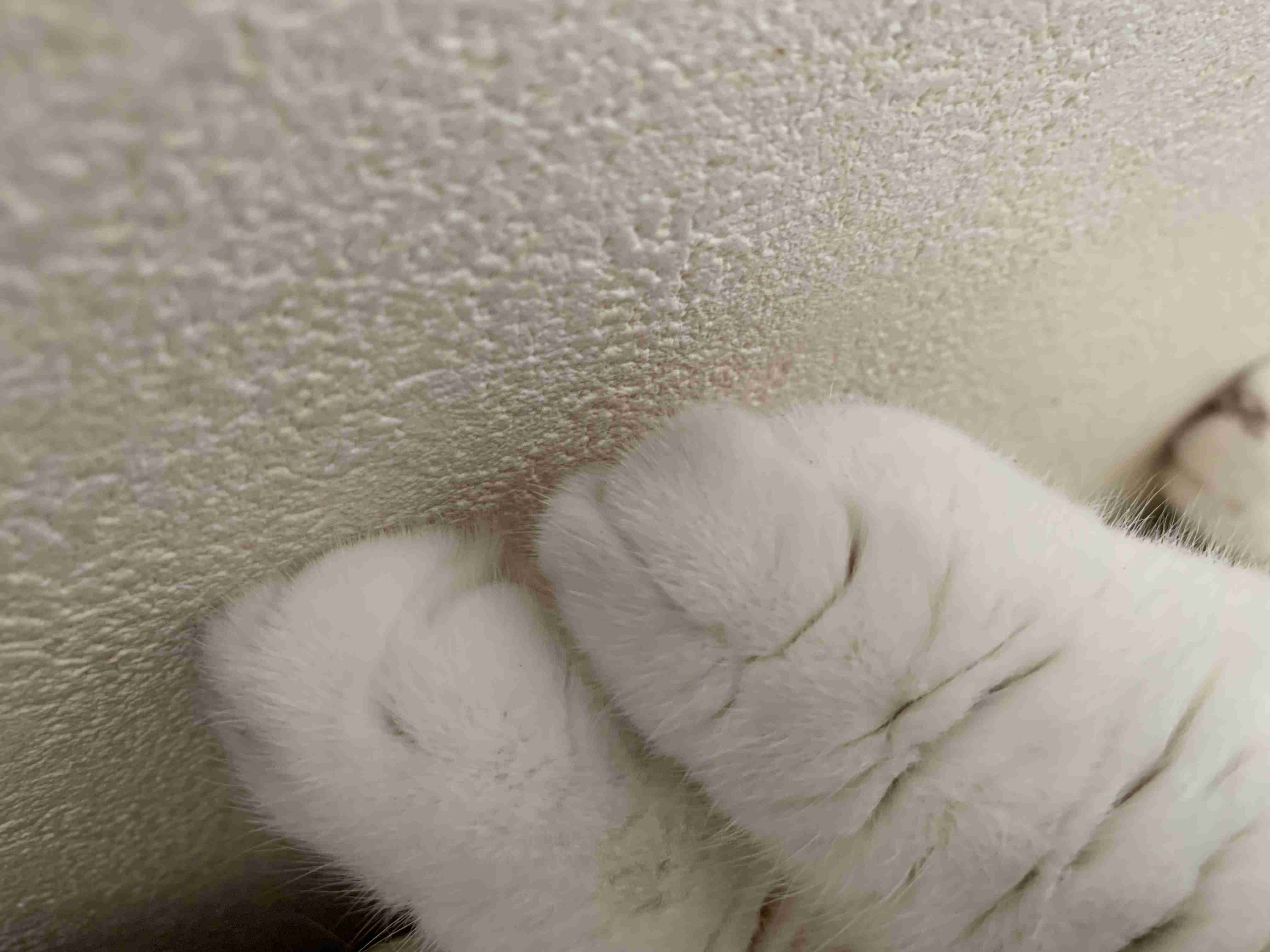 ペットのお手手があつまるトピ