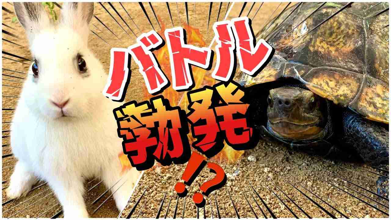 【ウサギVSカメ】本当はどっちが早い？まさかの結果がww Rabbit and turtle showdown - YouTube