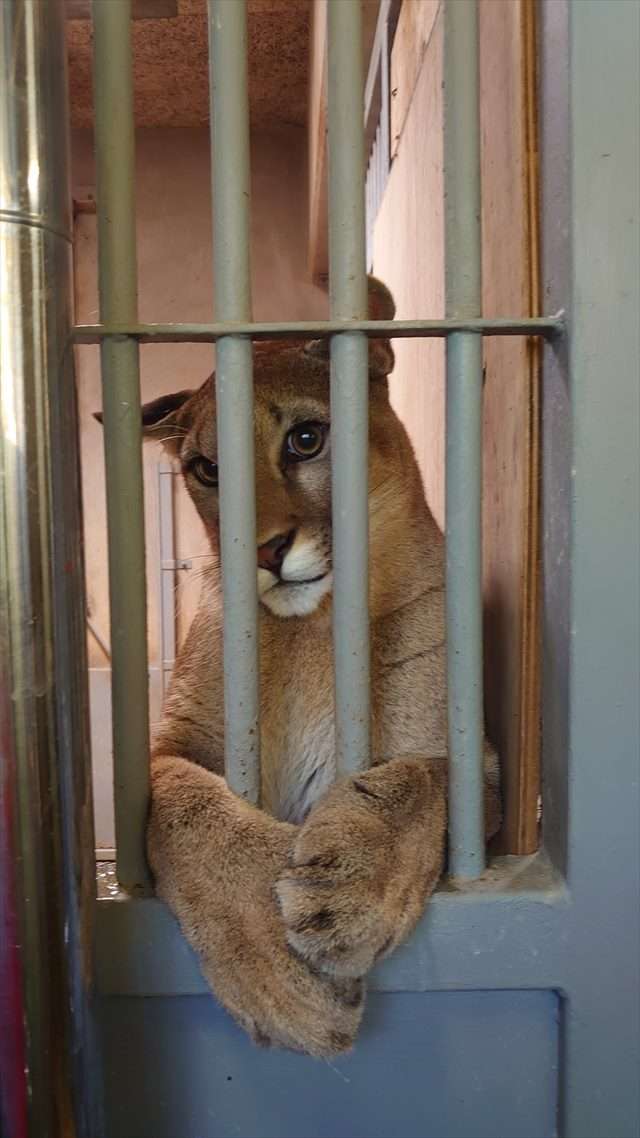 まるでディズニー映画のプリンセス(笑) 自分の事を可愛いと自覚しているピューマが話題に!