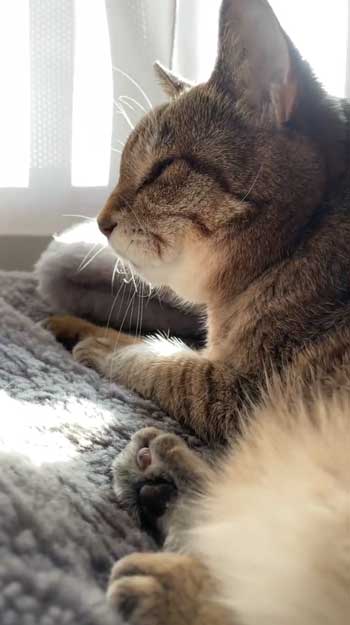 「いつもありがとう」22歳の“おばあちゃん猫”が長寿で表彰…人間で例えると104歳! 秘訣を飼い主に聞いた