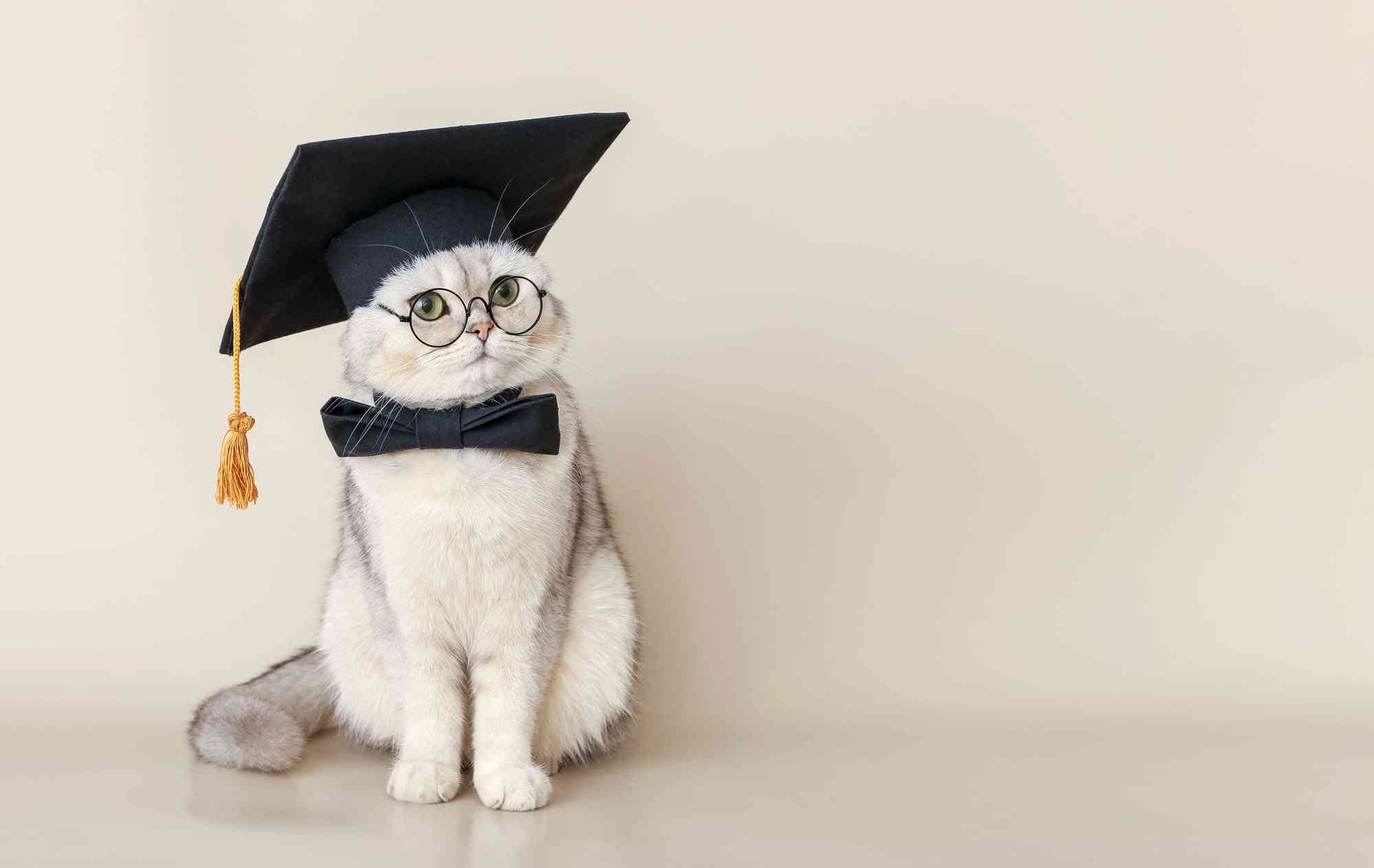 ＜ペット論争＞犬よりも猫のほうが飼いやすい？猫の飼い主さんたちの賛否両論の意見とは | ママスタセレクト