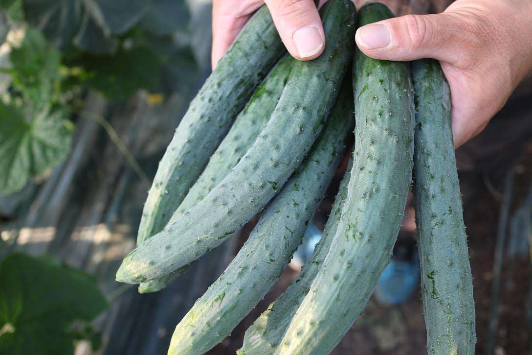 【野菜・果物】美味しい物の見分け方が知りたい