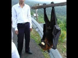 助けて! 家の中にコウモリが