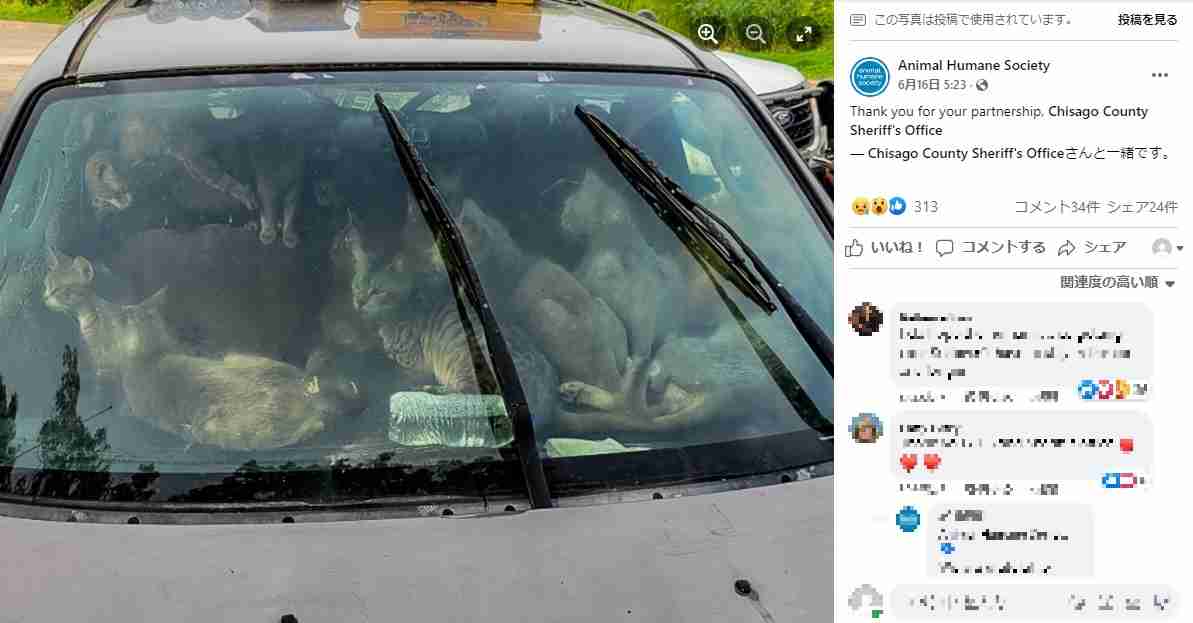 【海外発！Breaking News】炎天下の車内に「たくさんの猫がいる」　通報で駆けつけた保安官、47匹に仰天（米） | Techinsight（テックインサイト）|海外セレブ、国内エンタメのオンリーワンをお届けするニュースサイト