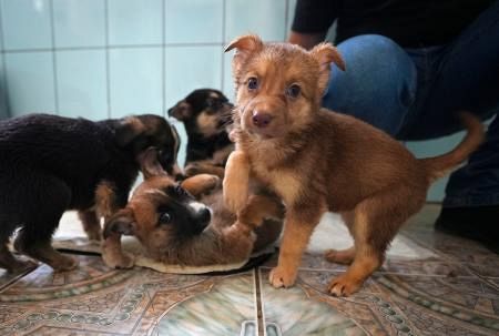 ウクライナ、戦火でペット受難  置き去り犬猫が多数、施設で保護