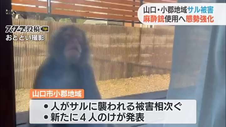 麻酔銃使用しサル捕獲へ・２９人が襲われてけが | tysニュース | ｔｙｓテレビ山口 (1ページ)