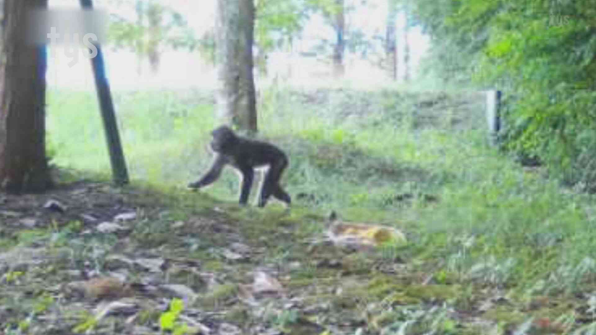 58人襲われた山口市小郡地域でサル捕獲、殺処分に 捕獲後6人が被害、別サル捜索続く