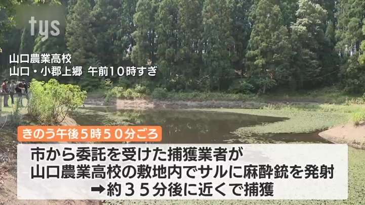 58人襲われた山口市小郡地域でサル捕獲、殺処分に 捕獲後6人が被害、別サル捜索続く